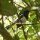 Vogel-Beobachtung (schwarz-weisse Amsel)