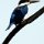 Kingfisher (Eisvogel-Art)