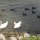 Schwäne und Enten an der Donaupromenade
