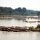 Treibgut am See