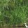 Natur am Moselufer