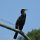Kormoran