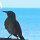 überall auf Tortola sieht man diese Staren-Vögel