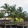 Donnerstag : Trellis Bay auf Beef Island