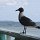Möwe lauert auf dem Restaurant-Geländer