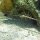Hummer versteckt in Korallenloch