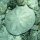 Sand-Dollar