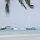 ein grösseres Fährboot kommt von Tortola in Anegada an