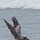 Pelikan beim Start aus dem Wasser