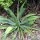 Agave am Strassenrand