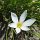 Blumen in der Hotelanlage