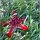 roter Seestern