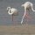 Flamingo-Lagune