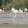 Flamingo-Lagune