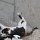 Katze