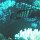 Pfauen-Zackenbarsch + andere Riff-Fische