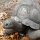 Riesenschildkröten beim Park L'Union