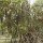 Mangroven im Park L'Union