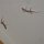 Geckos auf unserem Balkon