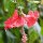 Hibiskus-Blüte im Regen