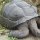 Riesenschildkröte am Weg der Nordostküste