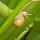 Schnecke