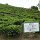Tee-Plantage