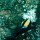 Halfterfisch