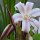 exotische Lilien
