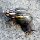 Schnecke