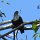 exotischer Vogel im Vallée de Mai