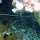 Languste