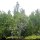 Mangroven-Ufer