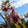 Orchideen in der Hotel-Anlage