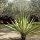 Agave in der Hotel-Anlage