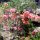 im Dorf der Bougainvilleas
