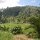 tropische Landschaft