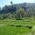 Reisfelder und Urwald