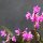 Orchideen