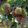 Rambutan