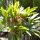 wilde Orchidee