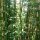 Bambus-Wald