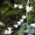 wilde Orchidee