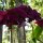 Orchideen
