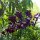 Orchideen