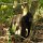 im 'Tangkoko Nature Reserve'