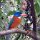 Greenbacked-Kingfisher