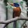 Grünrücken-Eisvogel