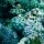 die Welt unter Wasser begeistert