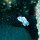 weiss-blaue Nacktschnecke